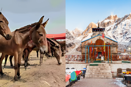 केदारनाथ यात्रा में घोड़े खच्चर की मौत की वजह