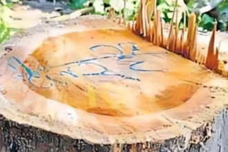 Challenge Forest Department