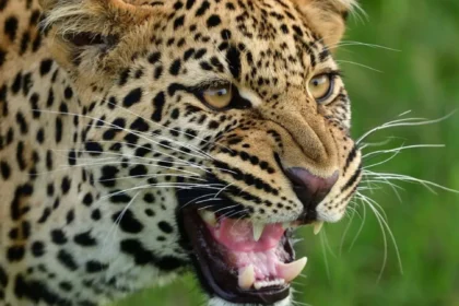 Mother Wields Machete To Fight Leopard