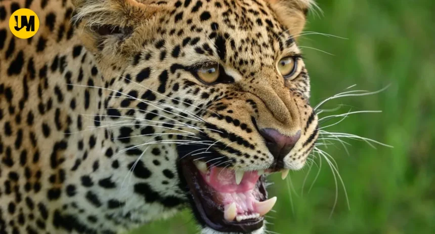 Mother Wields Machete To Fight Leopard