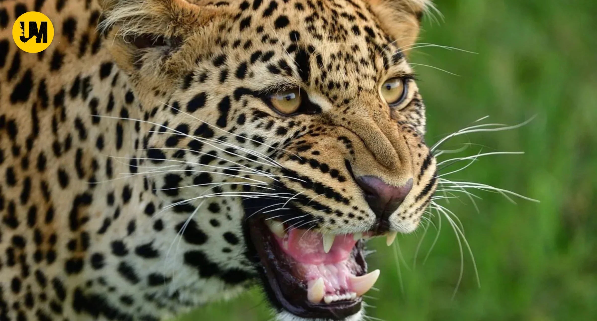 Mother Wields Machete To Fight Leopard