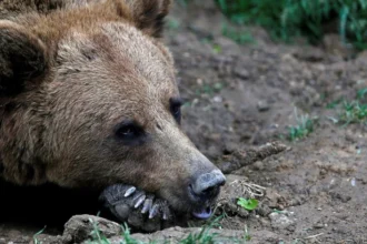 Chamoli Farmer Died Bear Attack