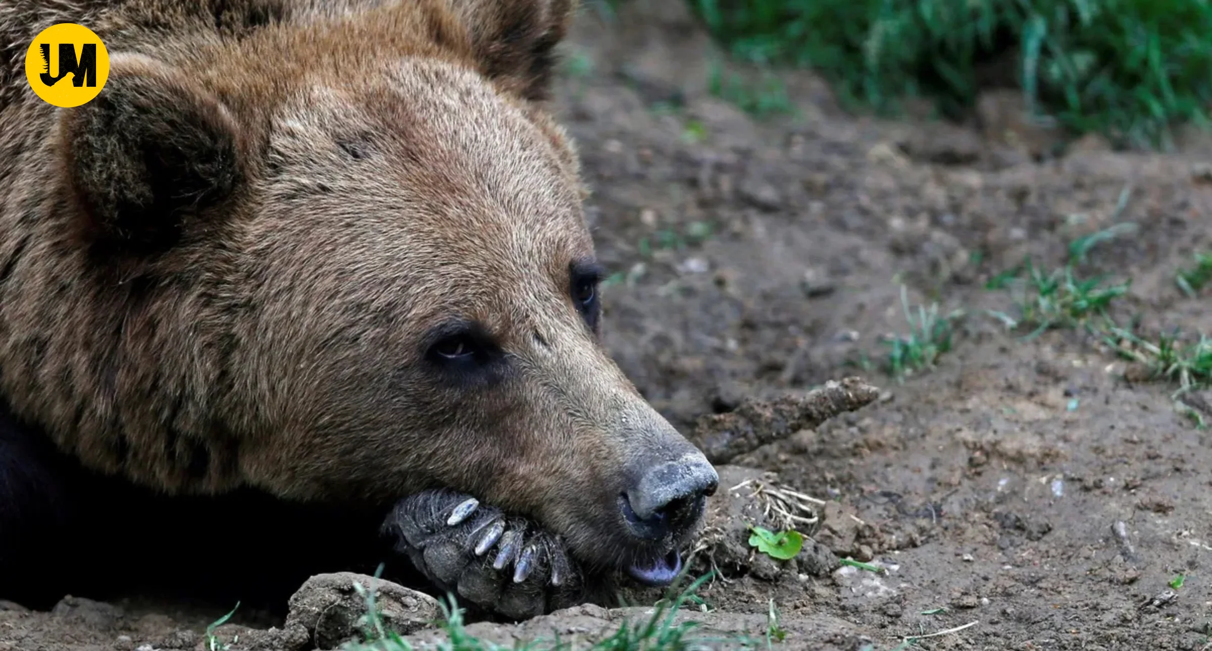 Chamoli Farmer Died Bear Attack