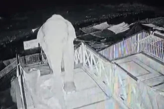 Elephant Climbs 50 Stairs