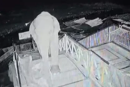 Elephant Climbs 50 Stairs