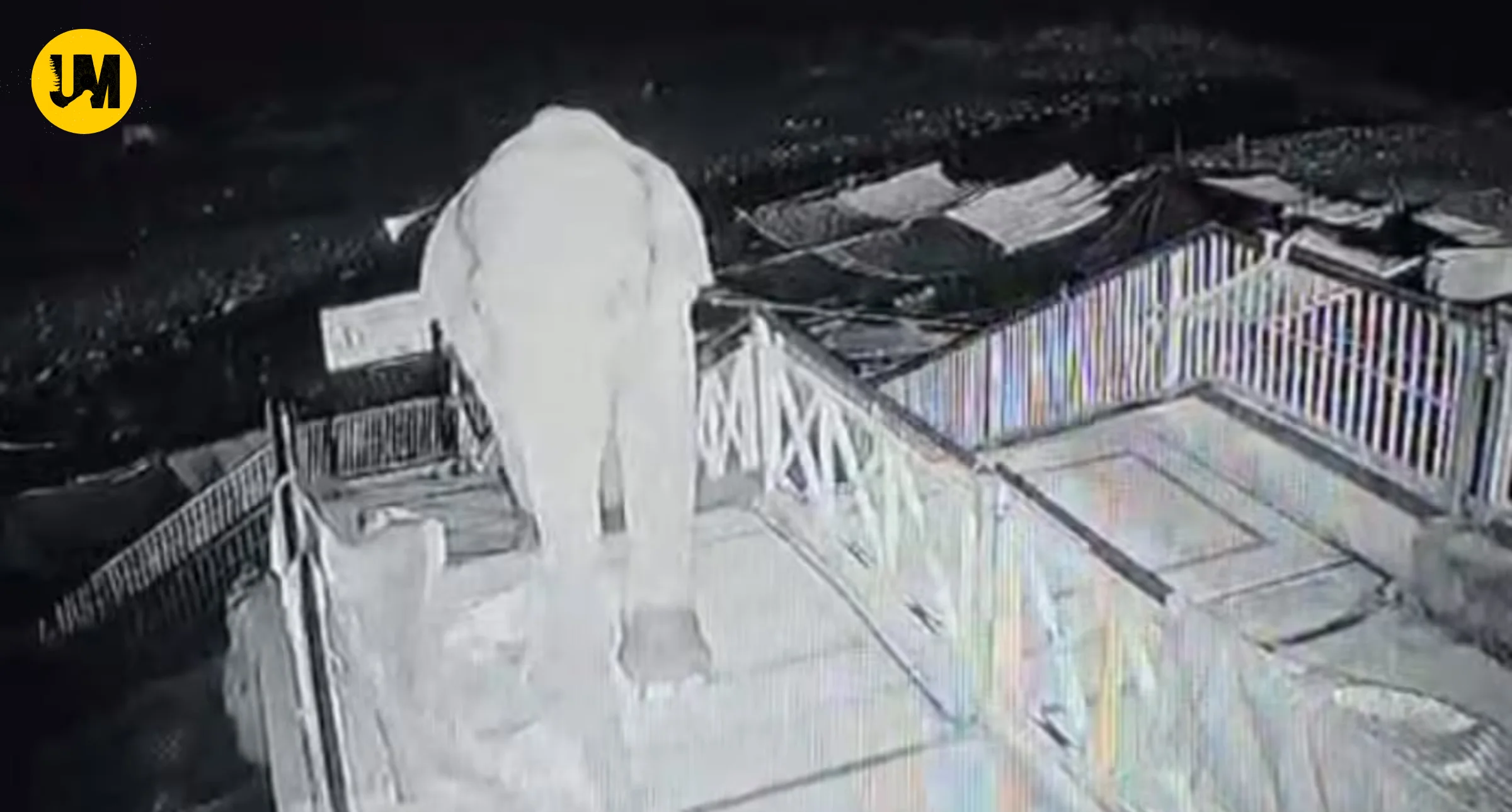 Elephant Climbs 50 Stairs