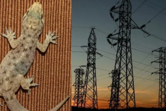Haldwani Lizard Power Station Failure