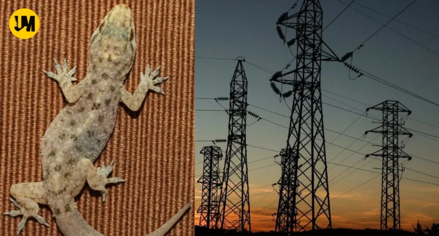 Haldwani Lizard Power Station Failure