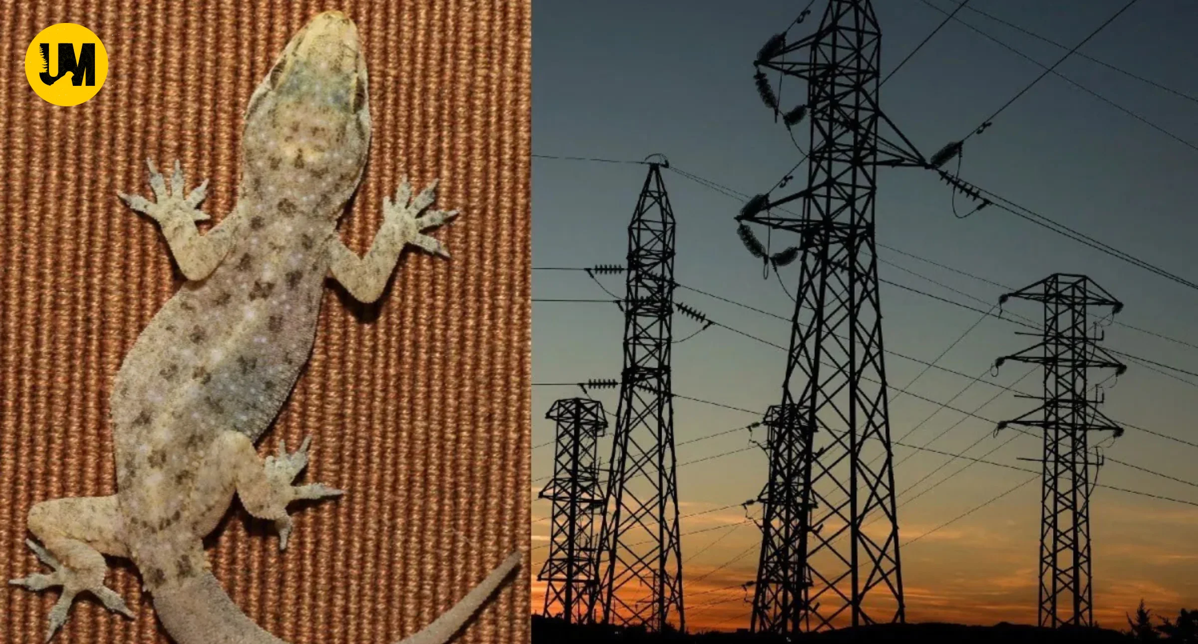 Haldwani Lizard Power Station Failure