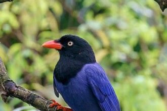 "Wildlife of Uttarakhand featuring rare species like snow leopard, Bengal tiger, musk deer and Himalayan monal in their natural habitat."