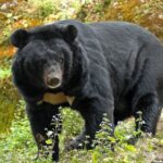 Bears attack in Uttarakhand villages near forest areas