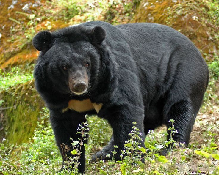 Bears attack in Uttarakhand villages near forest areas