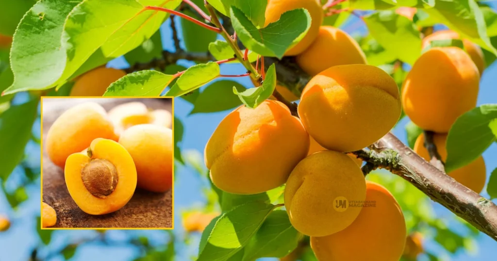 Apricot orchards in Uttarakhand Himalayas