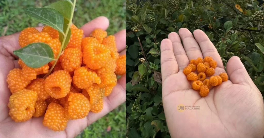 Hisalu fruit growing in Kumaon hills