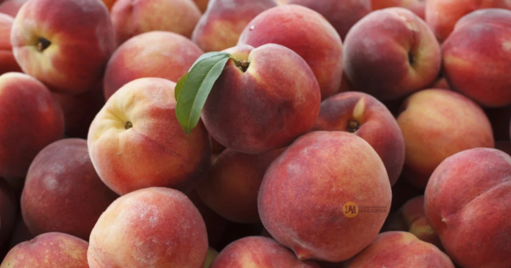 Peach trees blooming in Uttarakhand
