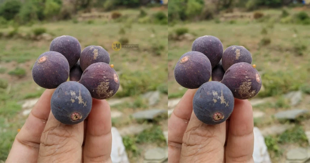 Wild Bedu fruit from Uttarakhand forests