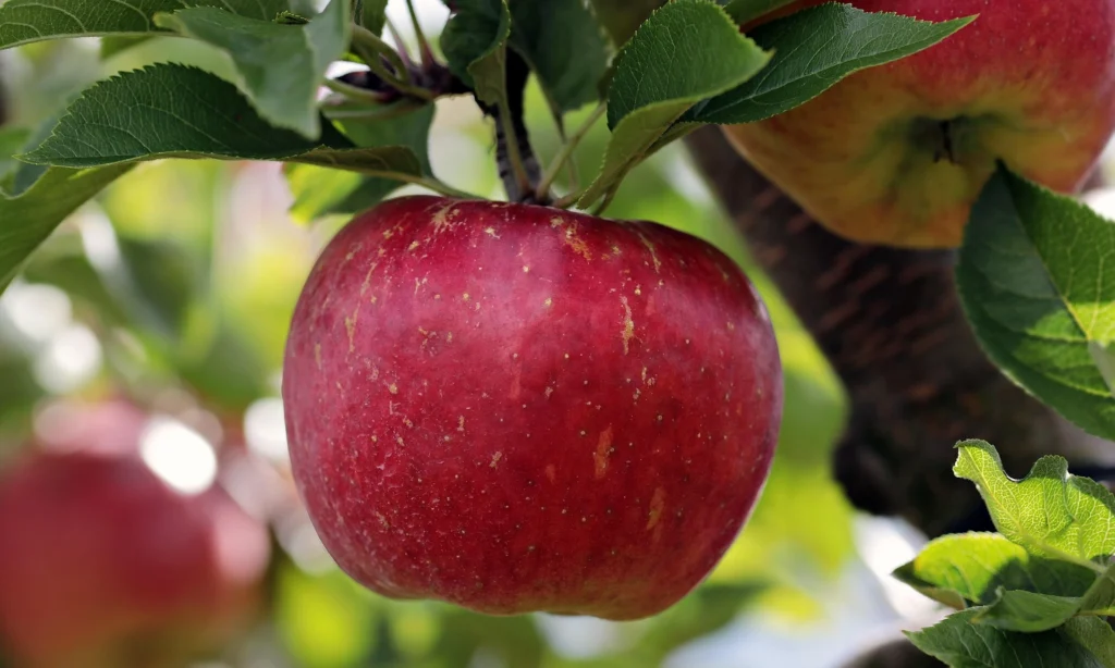 Apples grown in the hills of Uttarakhand