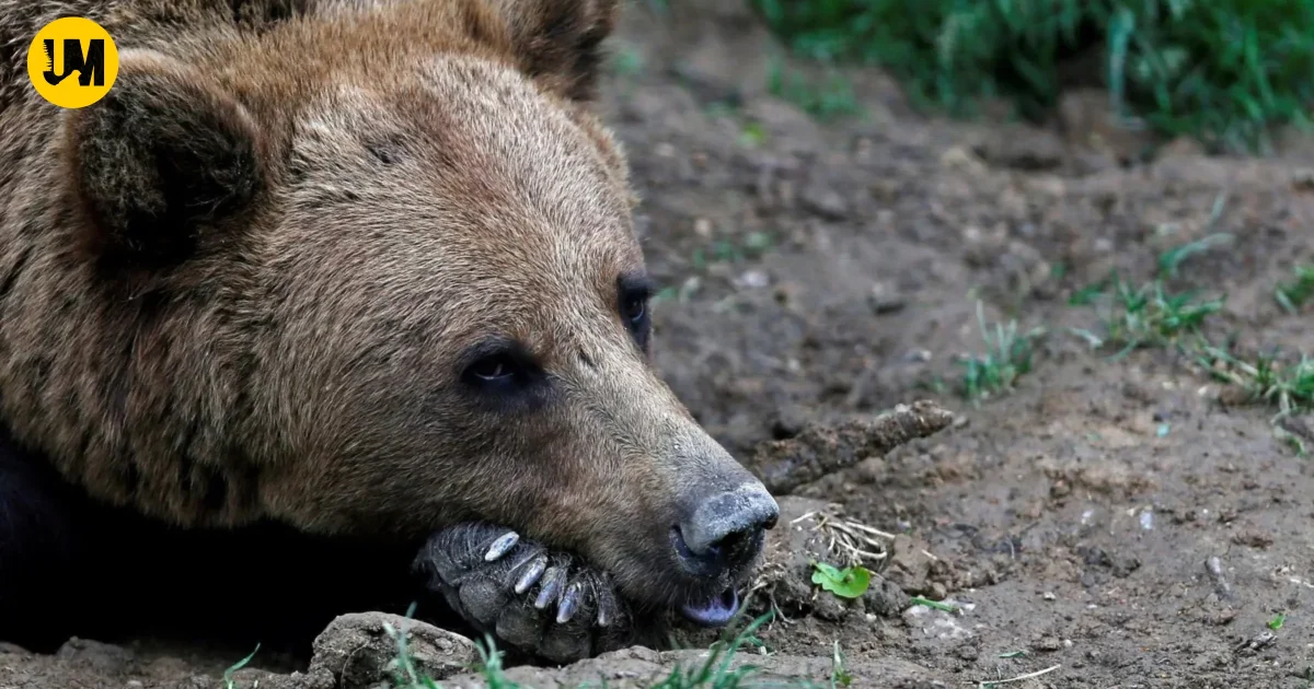 Chamoli Farmer Died Bear Attack