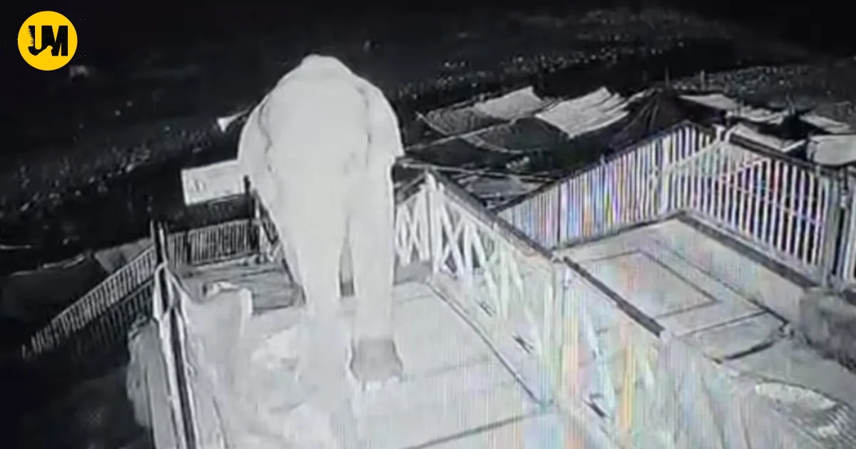Elephant Climbs 50 Stairs