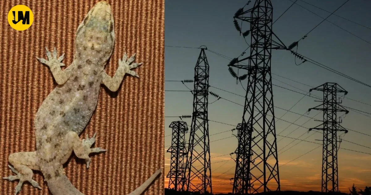 Haldwani Lizard Power Station Failure