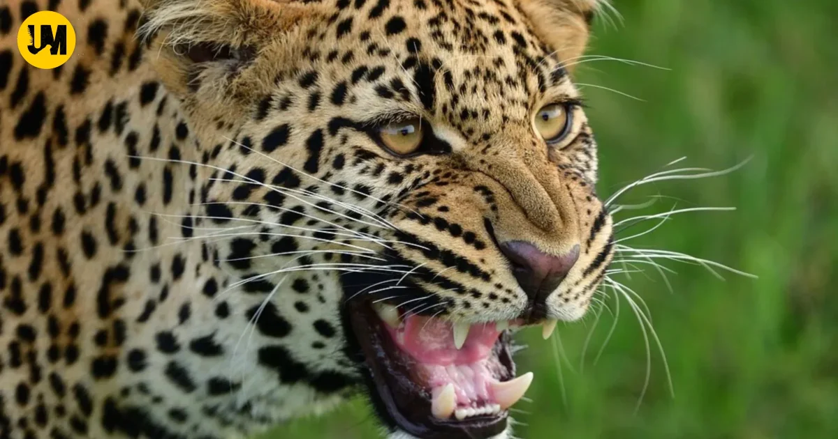 Mother Wields Machete To Fight Leopard